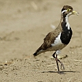 Banded Plovers along Captain Cook Highway opposite Go Kart<br />Canon EOS 7D + EF300 F2.8L III + EF2xIII